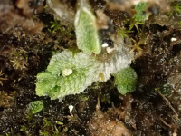 �������� ����������