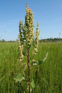 ������ �������