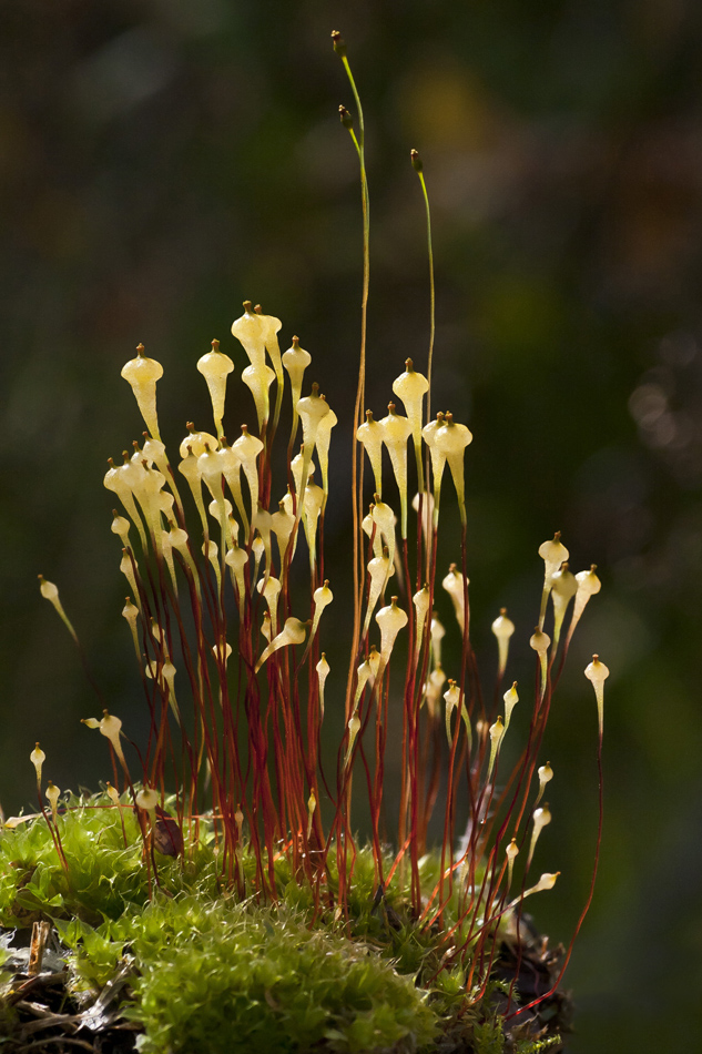 �������� �������������