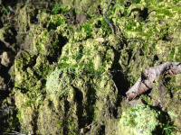 ������������ ��������