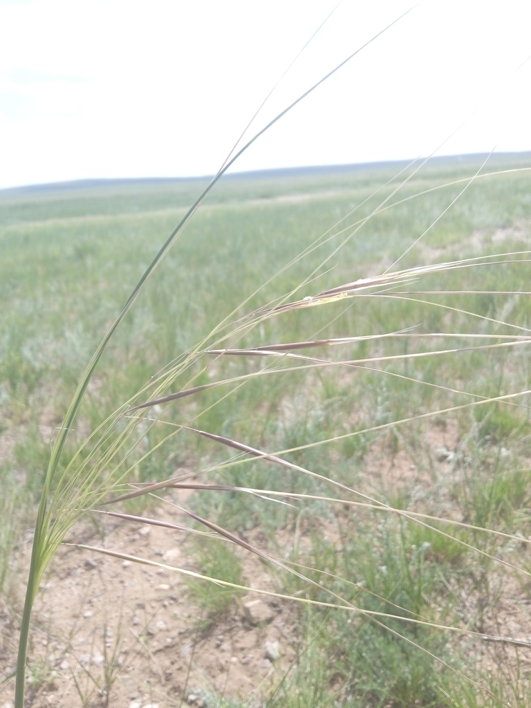 ������ �������