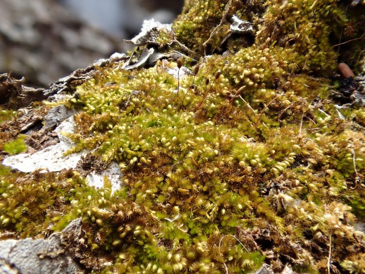 ������� ������