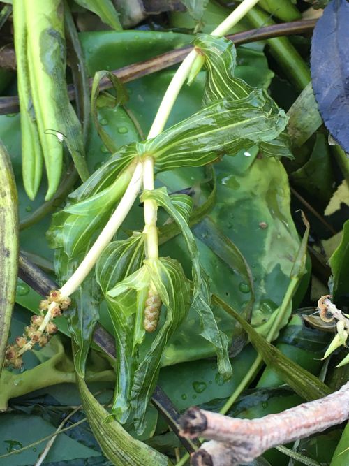 ����� �������