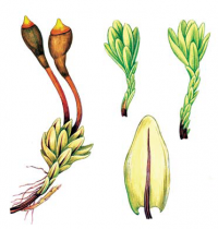 �������� ��������