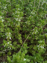 �������� ����������