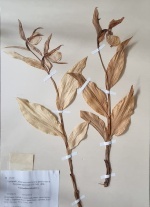 ������� �������� ��������� (Cypripedium calceolus)