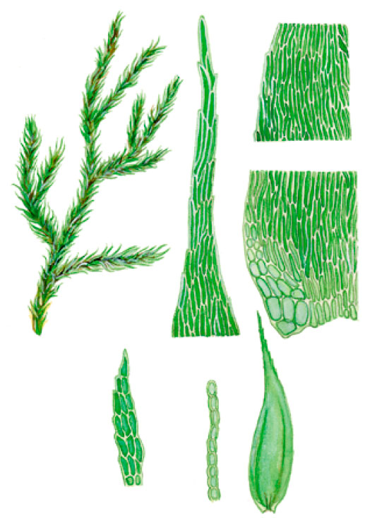 �������������� �����������