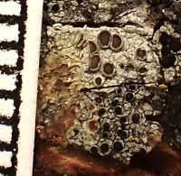 �������� �������