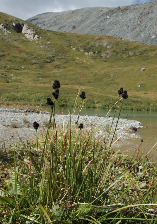 ����� ������������