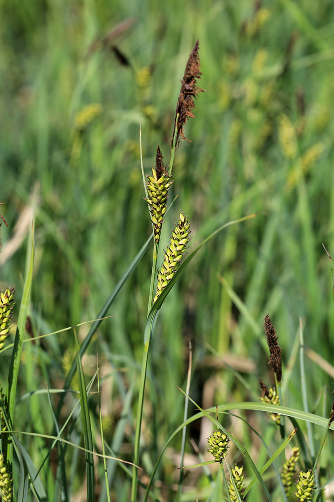 ����� �����������