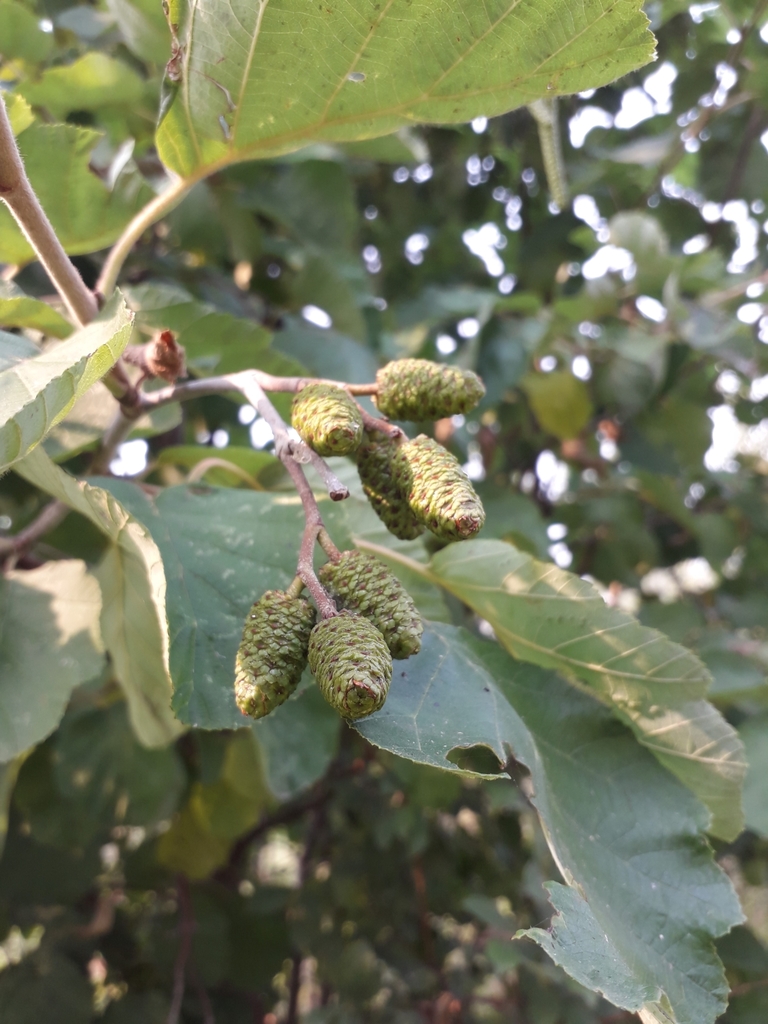 ����� ����������