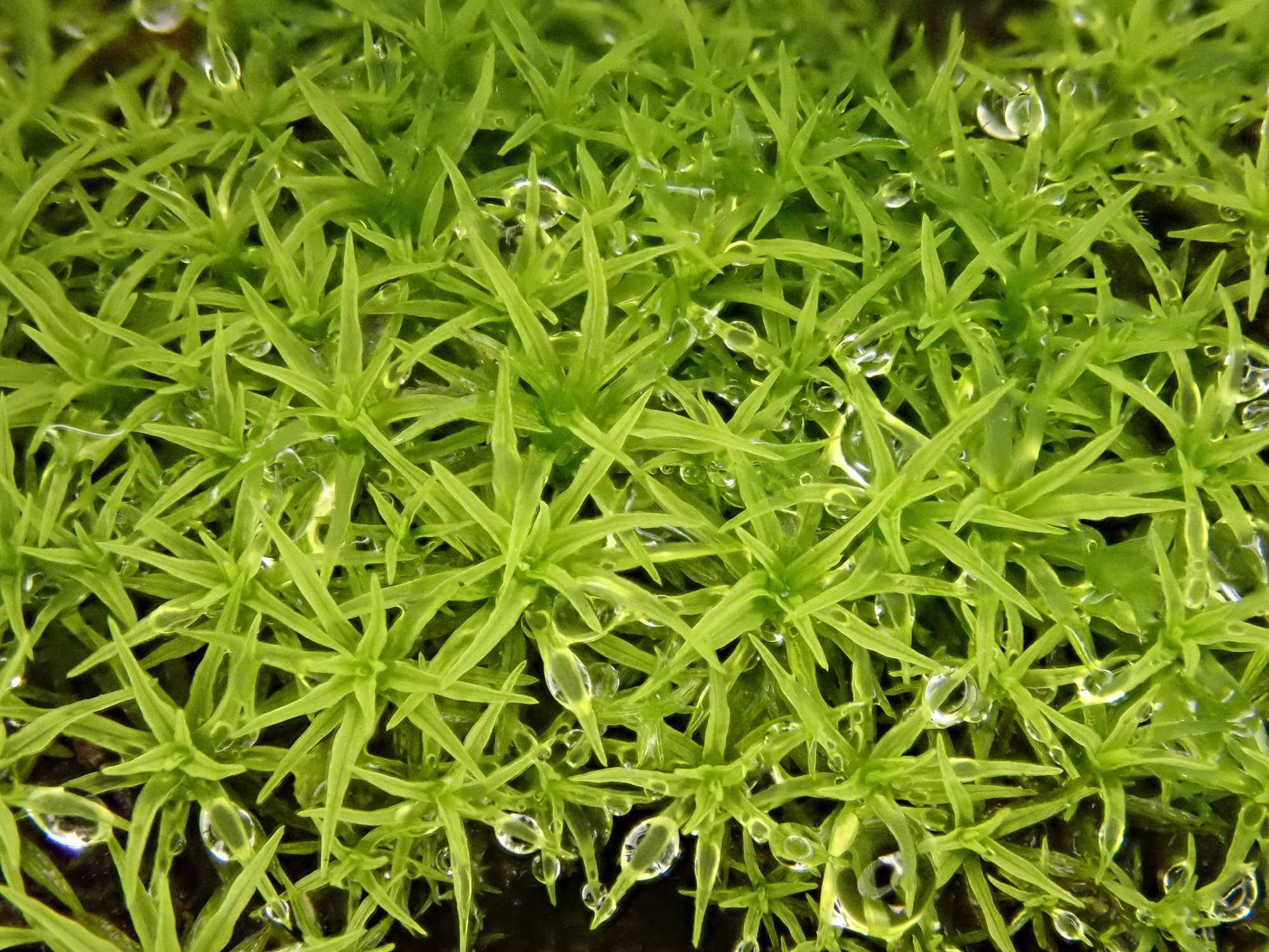 ����������� ��������