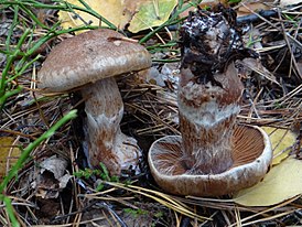 ��������� �����-�����