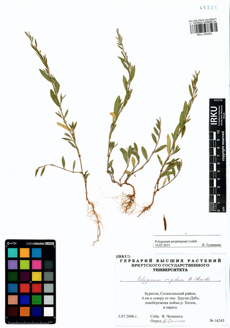 ������ �������