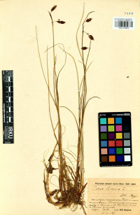 ����� �������