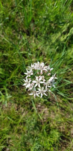 ��� ���������