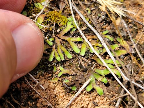 ������ �������