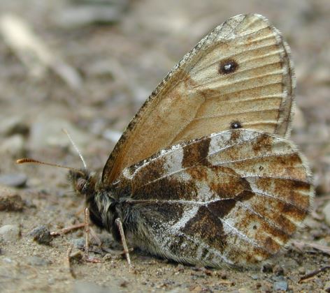 ����� ����