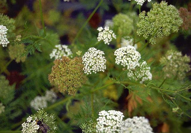 ������� �����