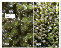 ����������� �����������������