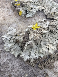 ��������� ����������