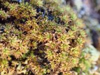 ��������� �������������