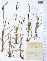 ����� ��������