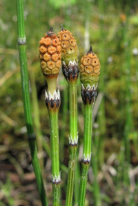 ���� �������