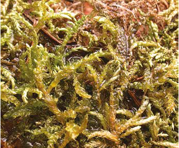 ������-������ ���������