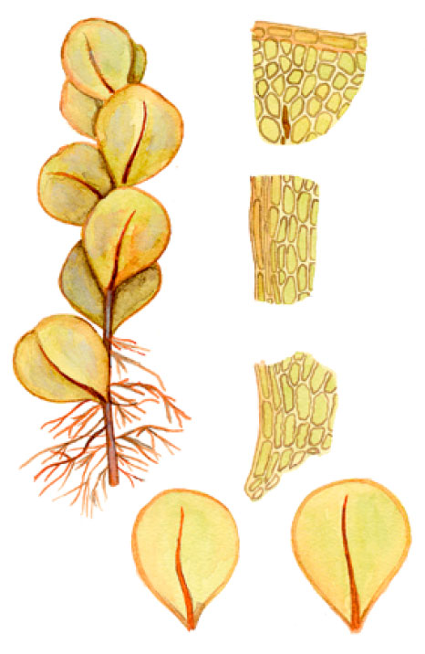 ��������� �������