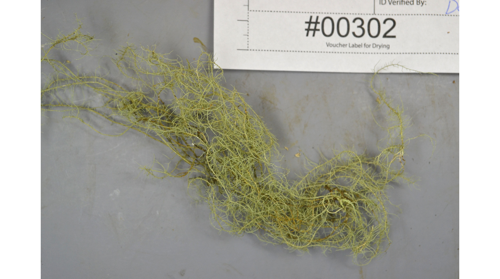 ����� ����������, ����� ��������