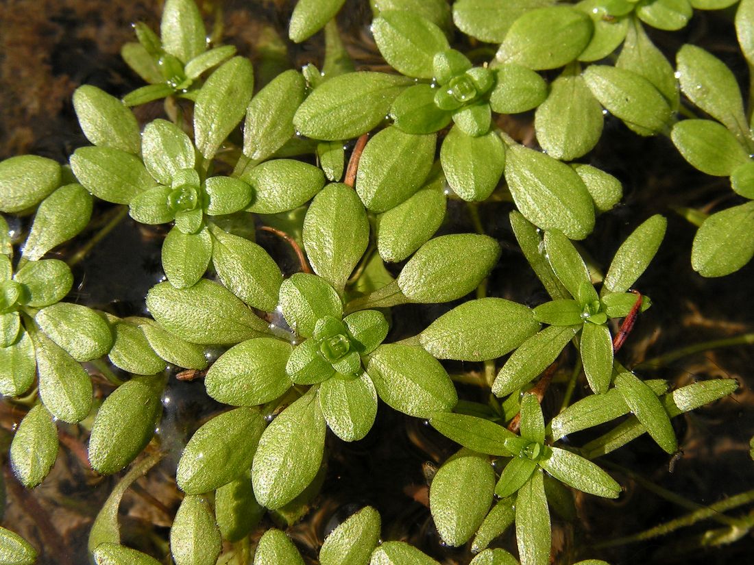 ����������� ��������