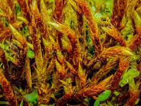 ���������� ����������