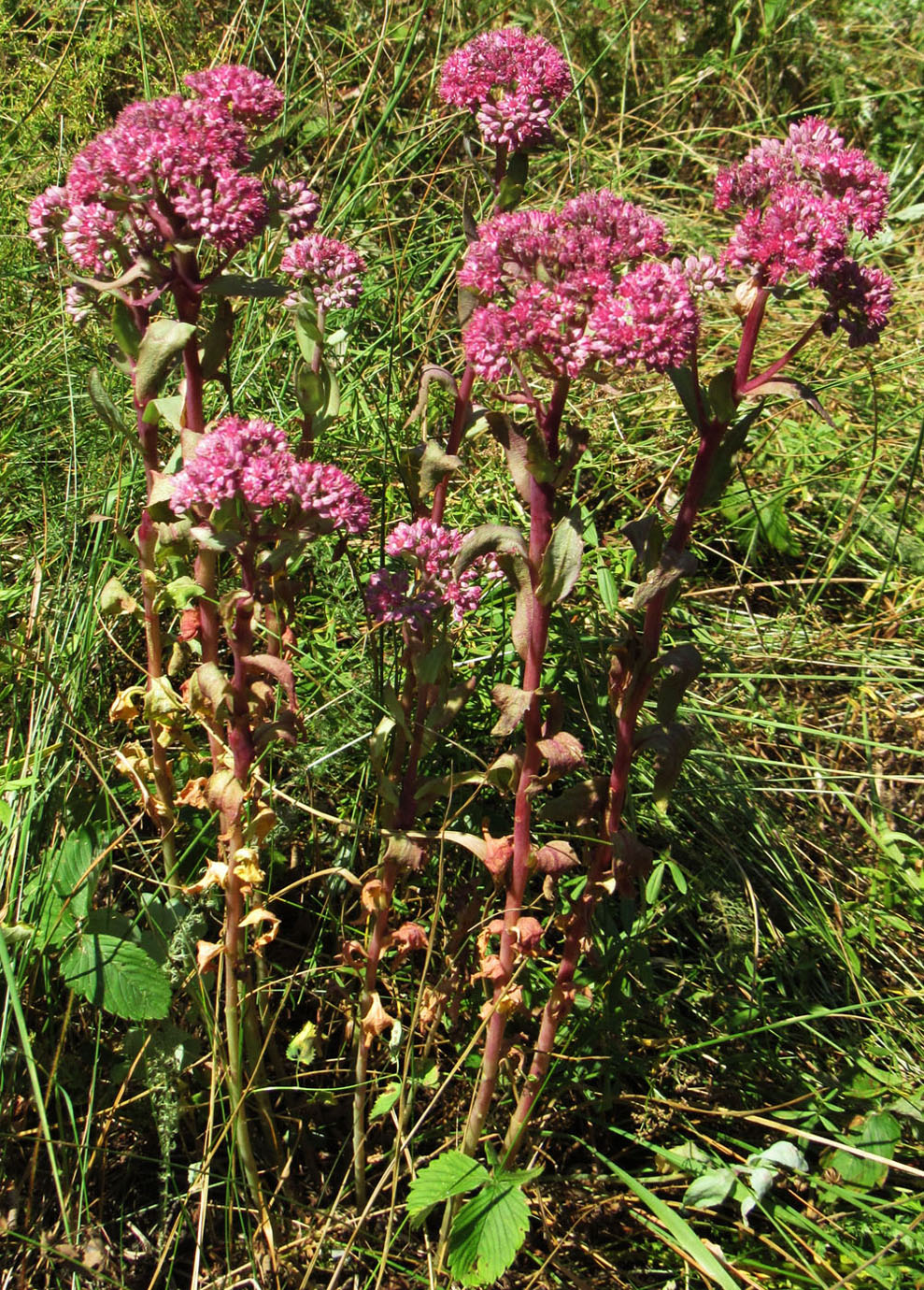 ������������ �����������