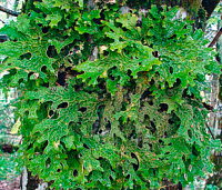 ������� ������� 