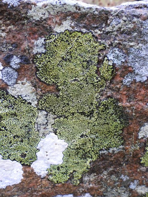 ���������� ��������������