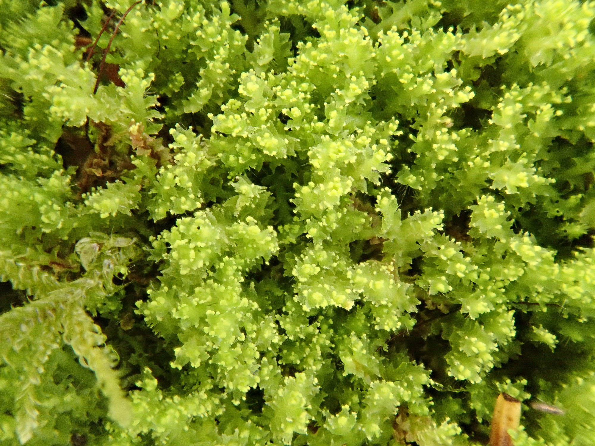 �������������� �����������