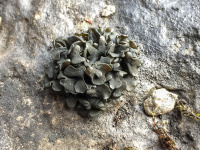 ����� �������������