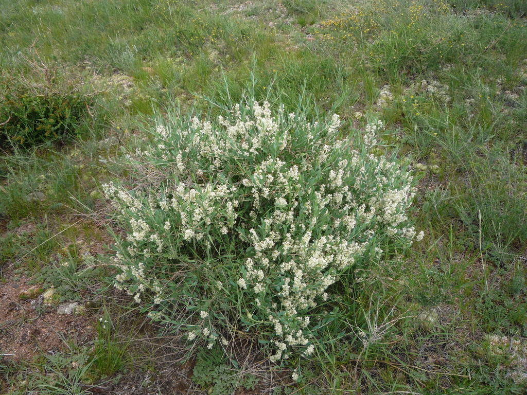 �������� �������������