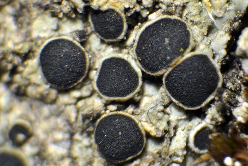 �������� �������