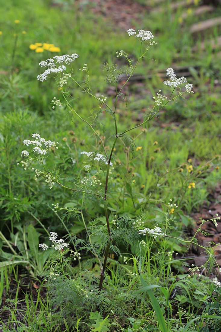 ���������������� ������� (������)