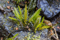 ���������� ������������