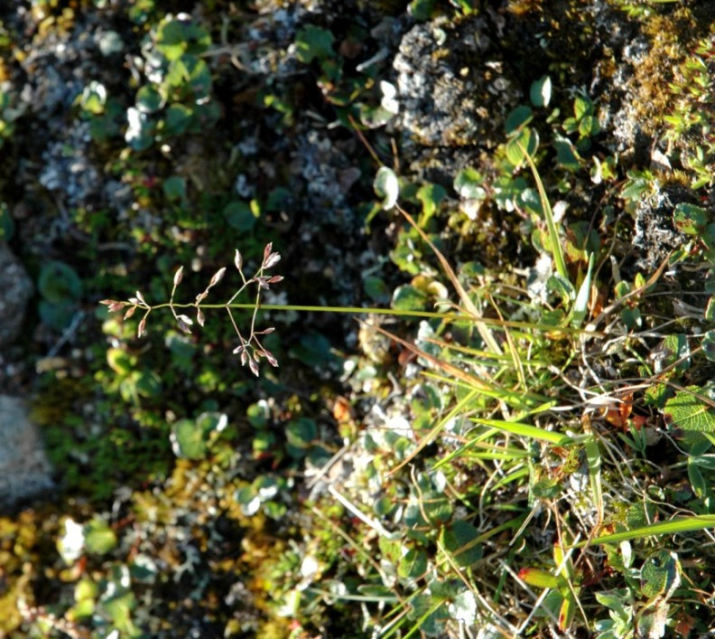 ������ �����������