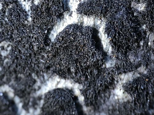 �������� �����������