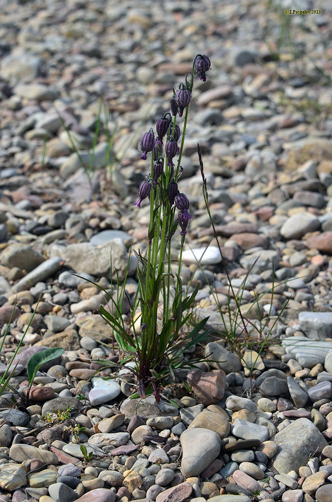 �������� ����������