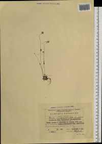 ������ �����������