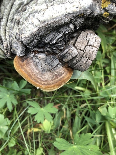 ������ �������� ��������