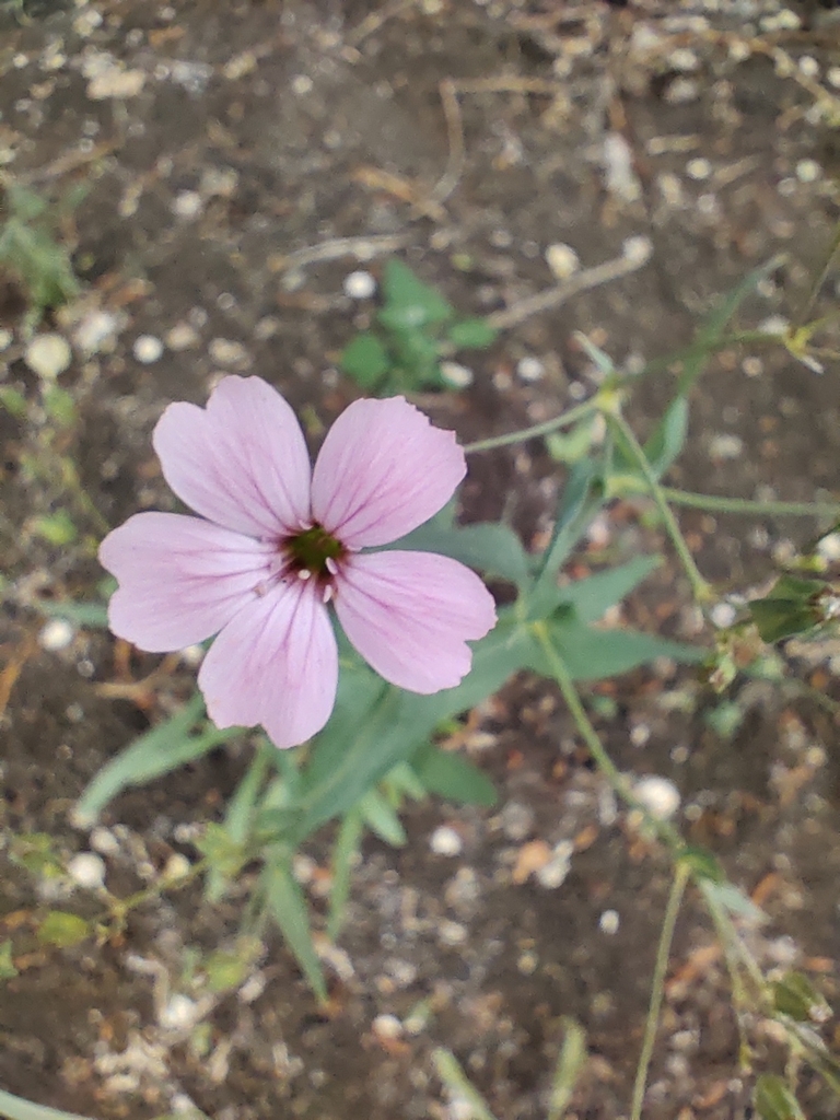 ����� ������������, ��������� ���������