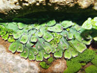 ����������� ��������