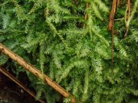 ������������ ������-�������